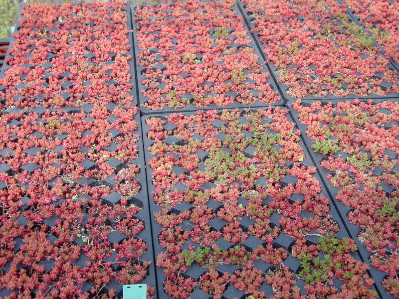 Sedum album Coral Carpet - Emory Knoll Farms Emory Knoll Farms