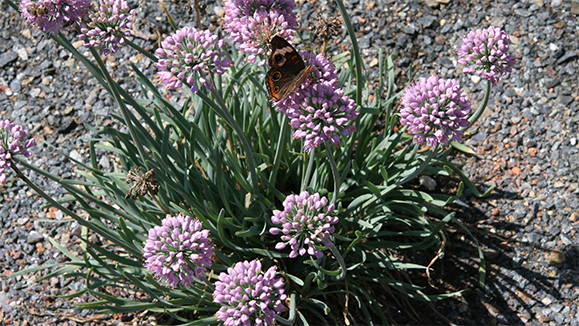 Allium senescens ssp. montanum var. glaucum - Emory Knoll Farms Emory Knoll Farms