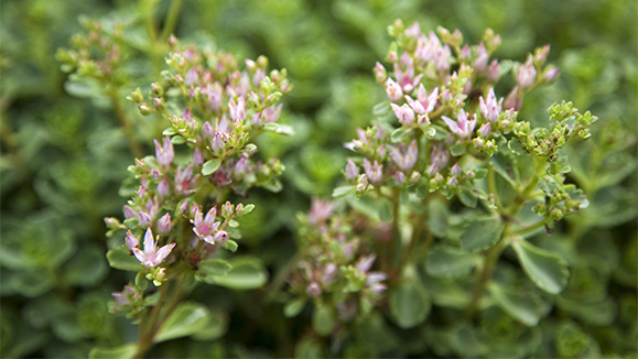 Image of Summer Glory Plant in Full Bloom