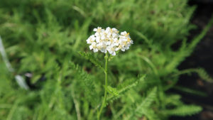 Achillea millefolium 1 (c) Green Roof Plants