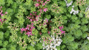 Semi-Shade green Roof Mix