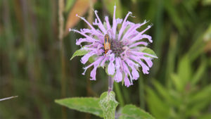 Monarda fistulosa